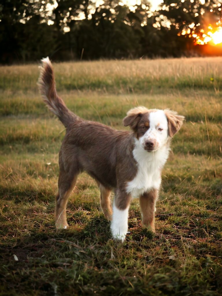 de la bande à Gro - Chiot disponible  - Berger Américain Miniature 