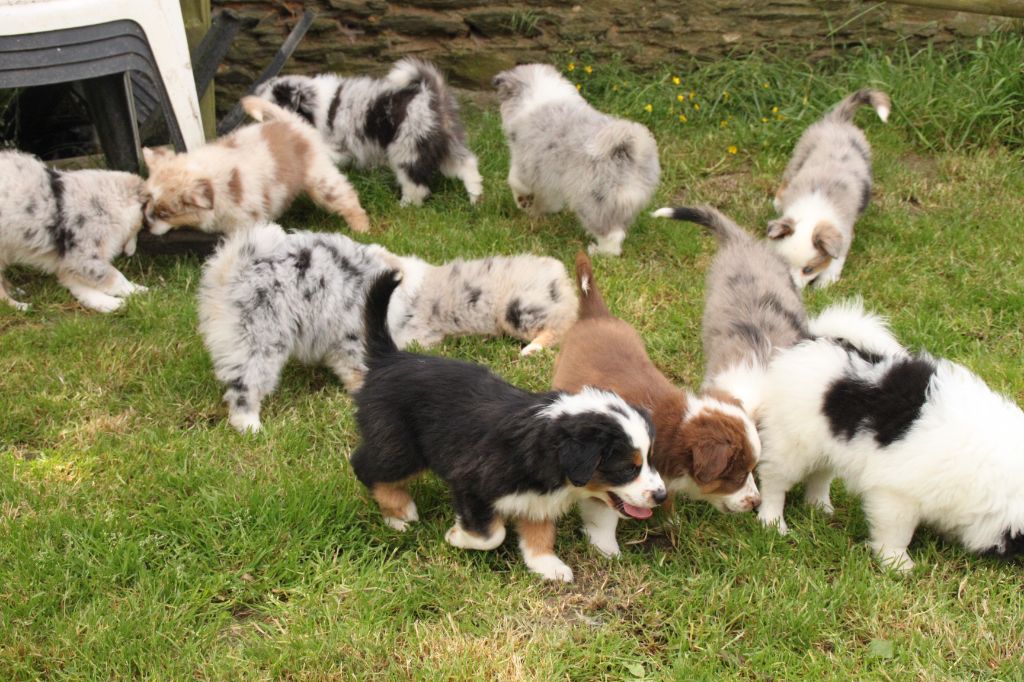 chiot Berger Américain Miniature  de la bande à Gro