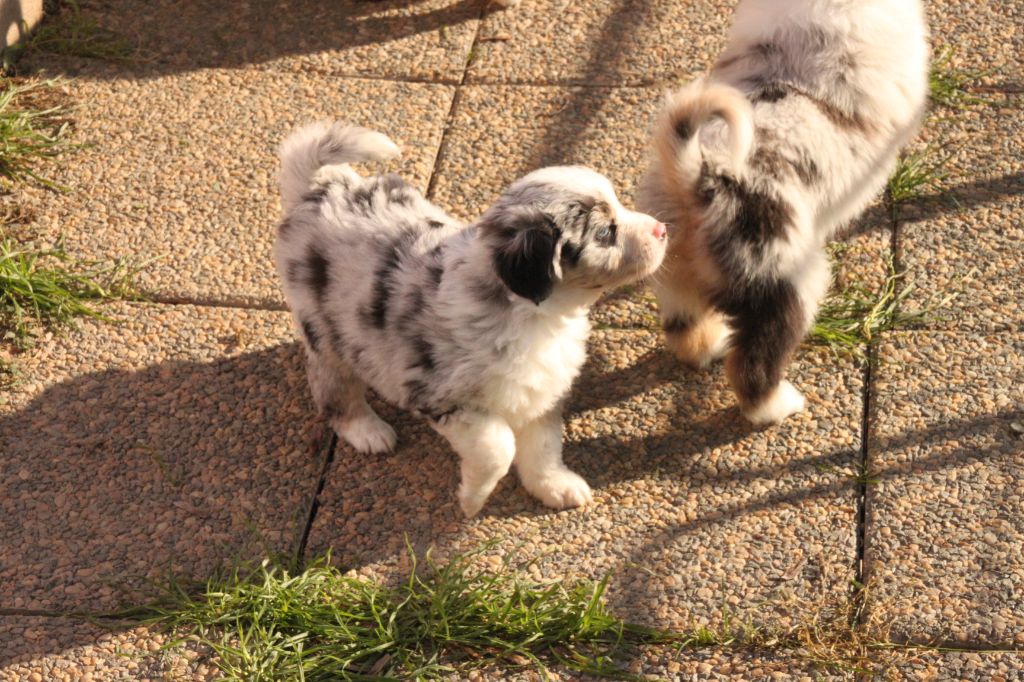 de la bande à Gro - Chiot disponible  - Berger Américain Miniature 