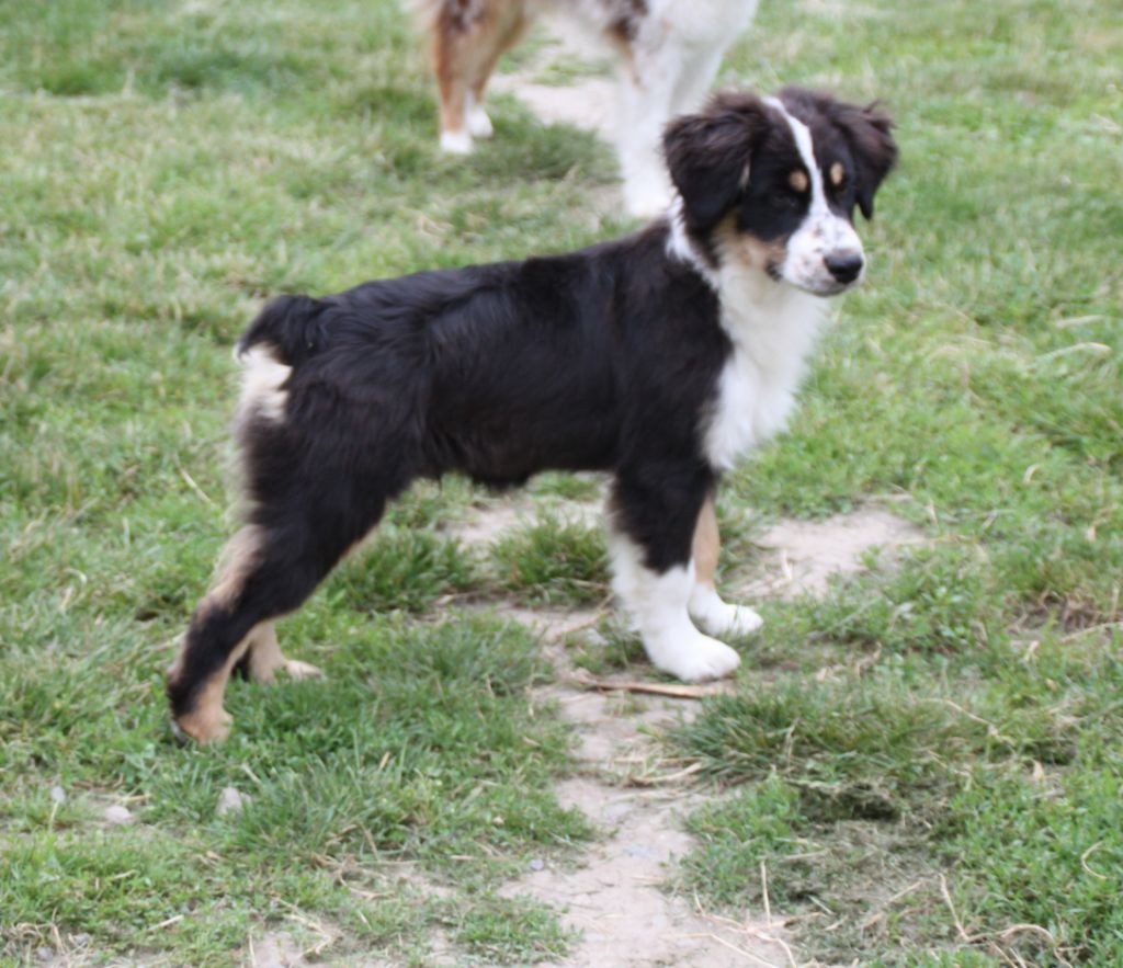 de la bande à Gro - Chiot disponible  - Berger Américain Miniature 