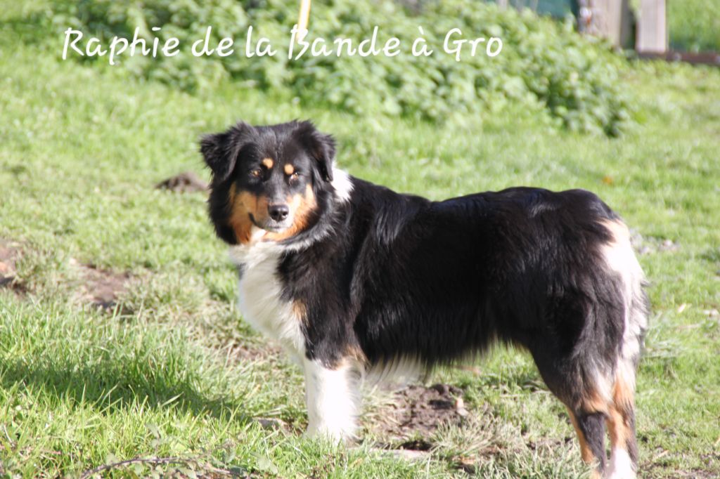 Raphie tournev de la bande à Gro
