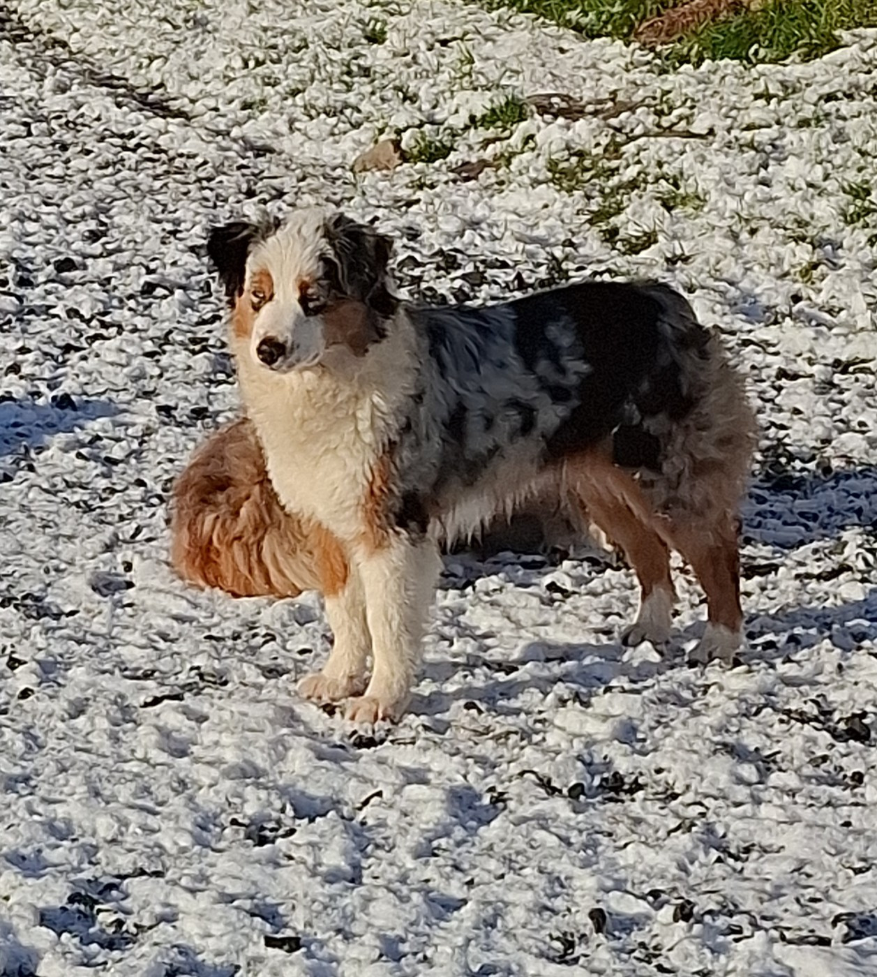 ALBANE de la bande à Gro