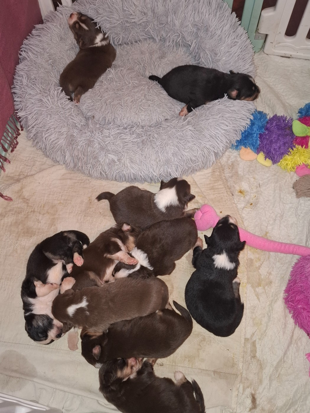 Les chiots commencent a ouvrir les yeux