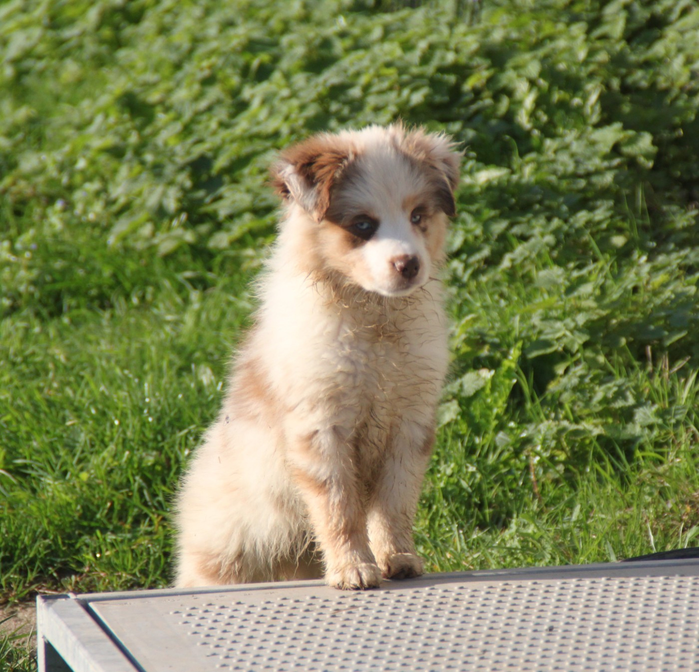 Les 4 magnifiques chiots de Schtroumpfette