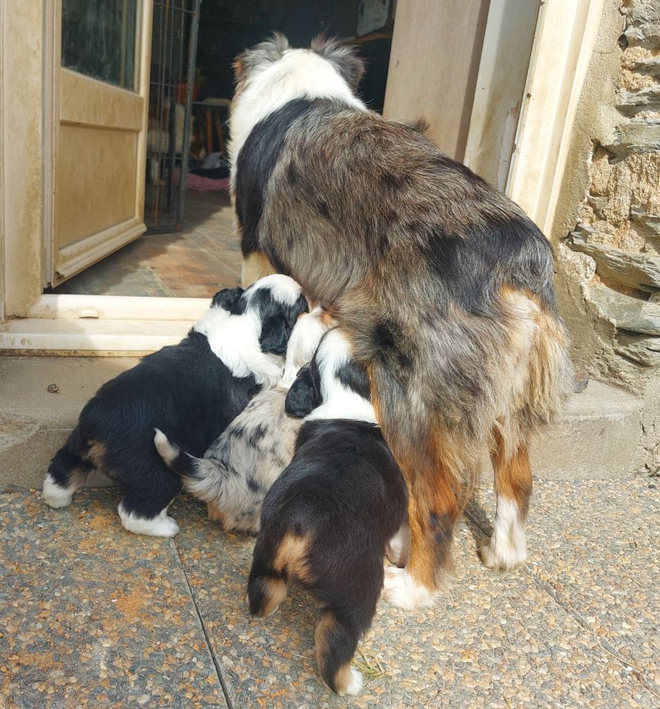 de la bande à Gro - De nouveaux bébés 