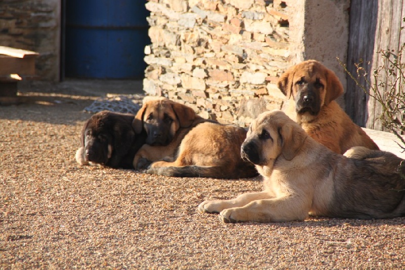 les chiens en 2012