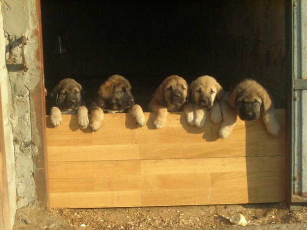 Manchas de Los Piscardos