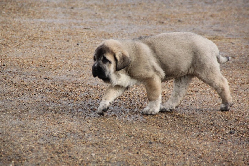 chiots de Manchas et Drenko 2012