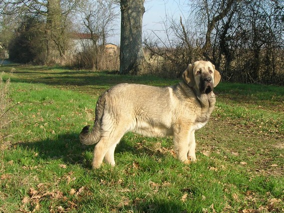 Camélia