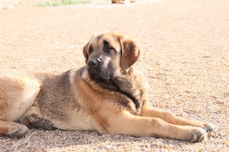 chiots Manchas et Drenko