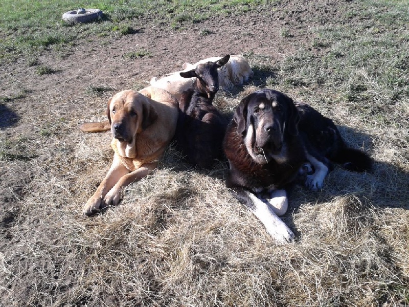 les chiens en 2014