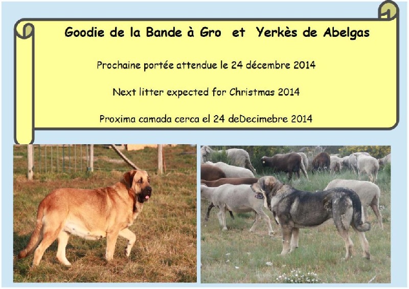 chiots de Goodie et Yerkès