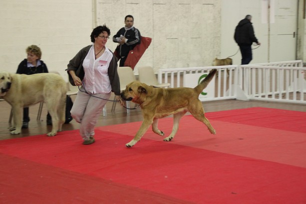 expositions 2011