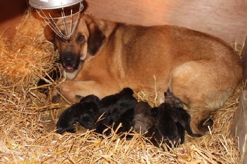 chiots Goodie et Galack 2013