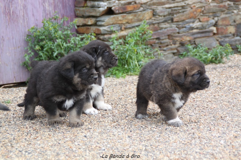 chiots de Camélia et Onega de Campollano