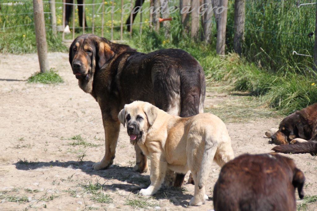 chiens 2018