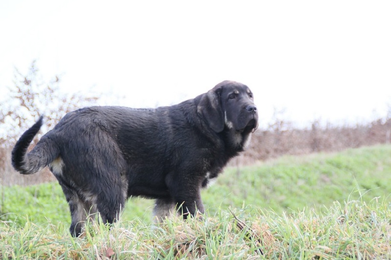 chiots Camelia et Kimbo
