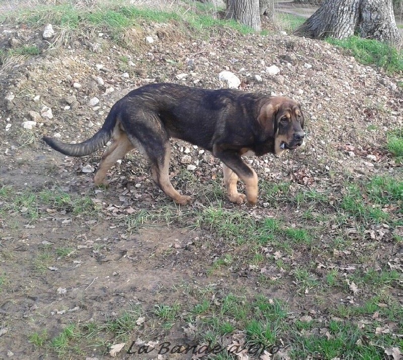 les chiens en 2015