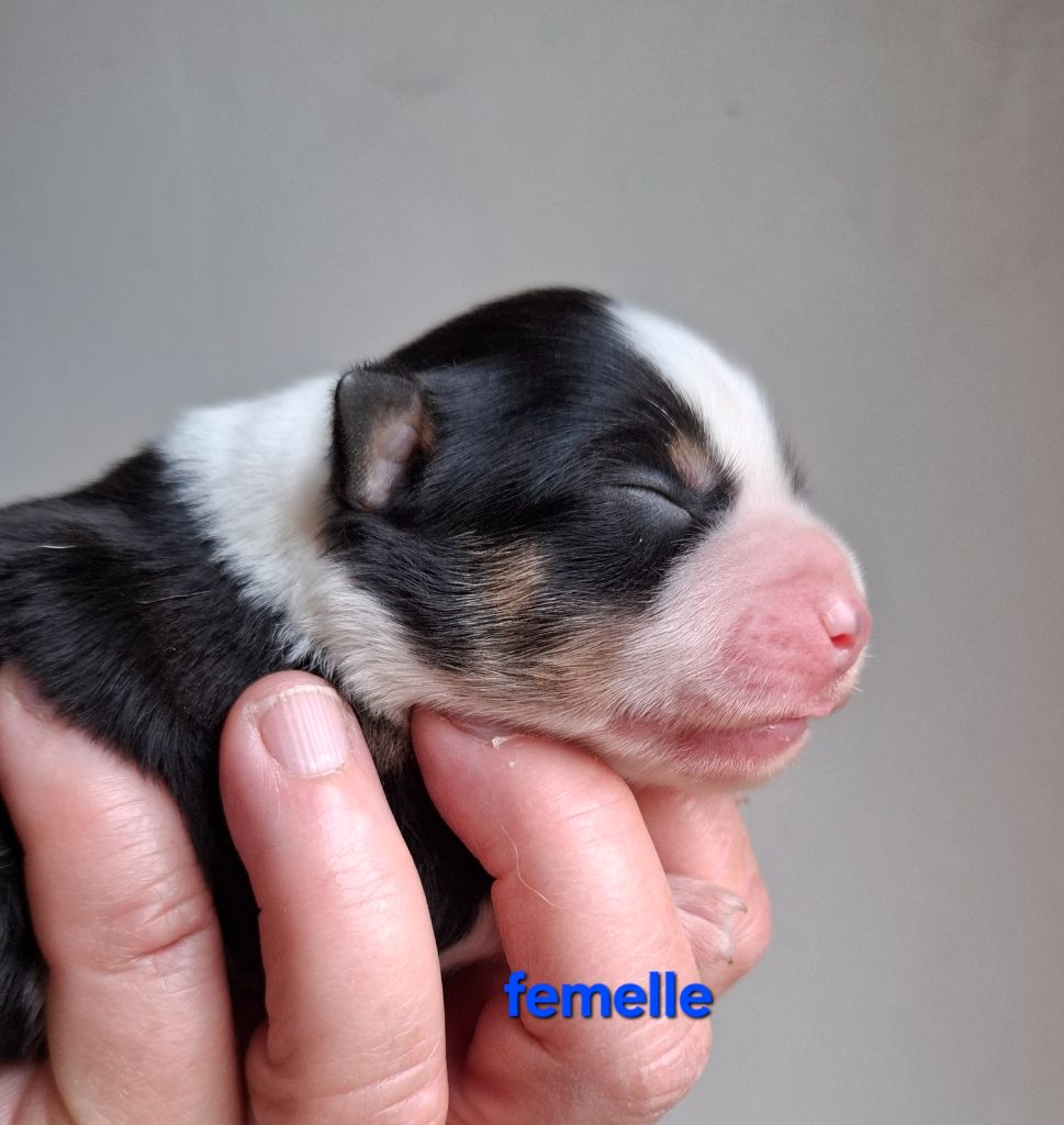 de la bande à Gro - Chiots disponibles - Berger Américain Miniature 