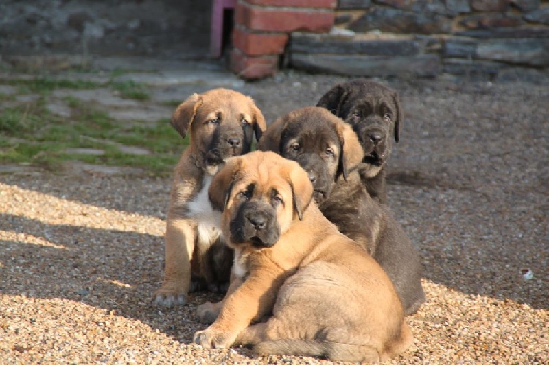 Chiot Mâtin espagnol de la bande à Gro