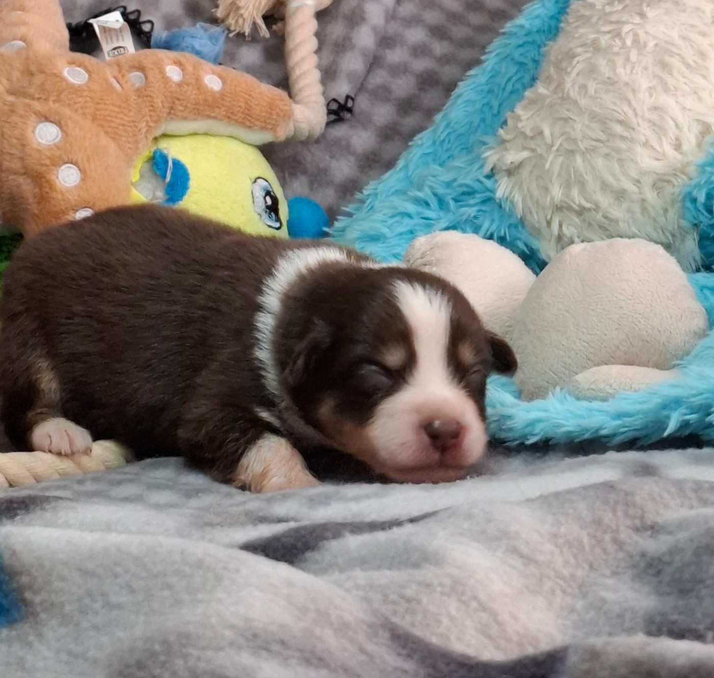 de la bande à Gro - Chiots disponibles - Berger Américain Miniature 
