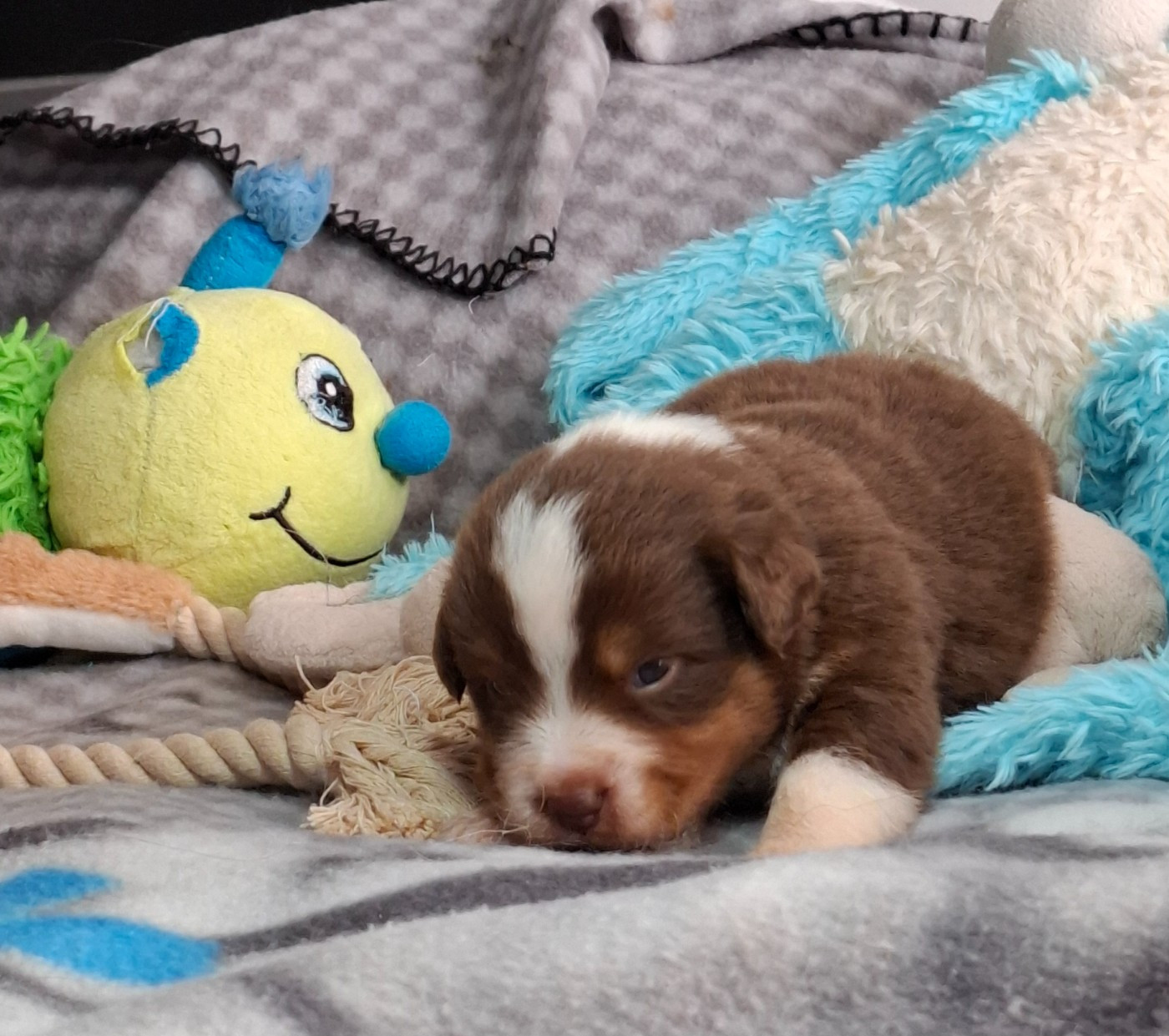 de la bande à Gro - Chiots disponibles - Berger Américain Miniature 