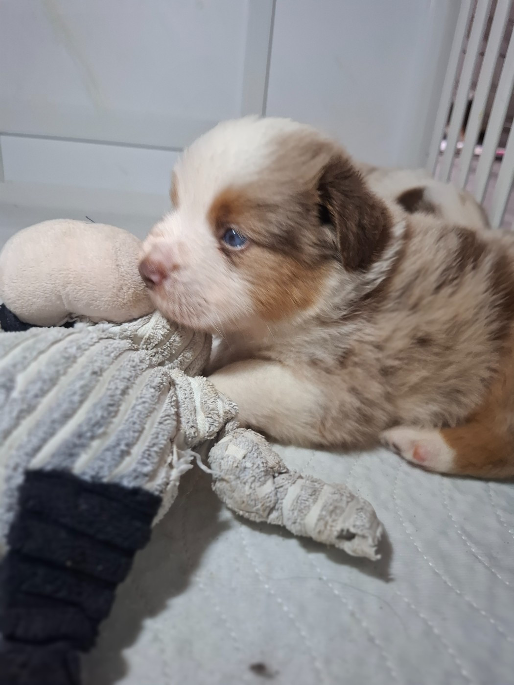 de la bande à Gro - Chiots disponibles - Berger Américain Miniature 