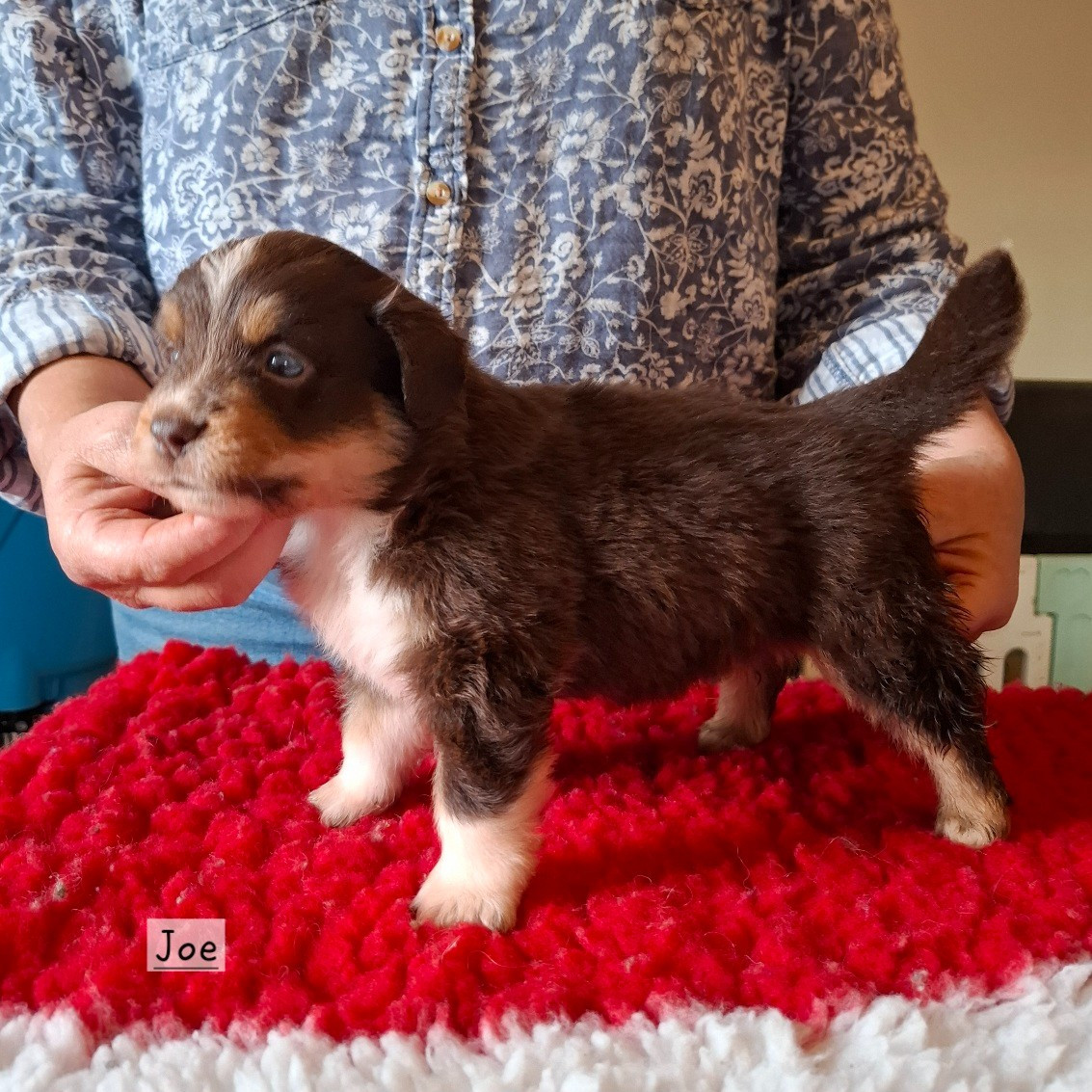 de la bande à Gro - Chiots disponibles - Berger Américain Miniature 