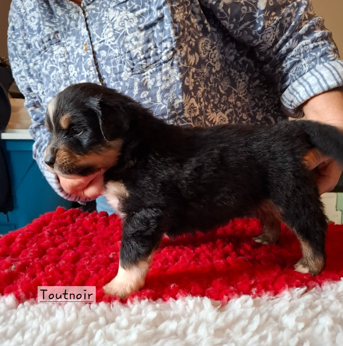 de la bande à Gro - Chiots disponibles - Berger Américain Miniature 