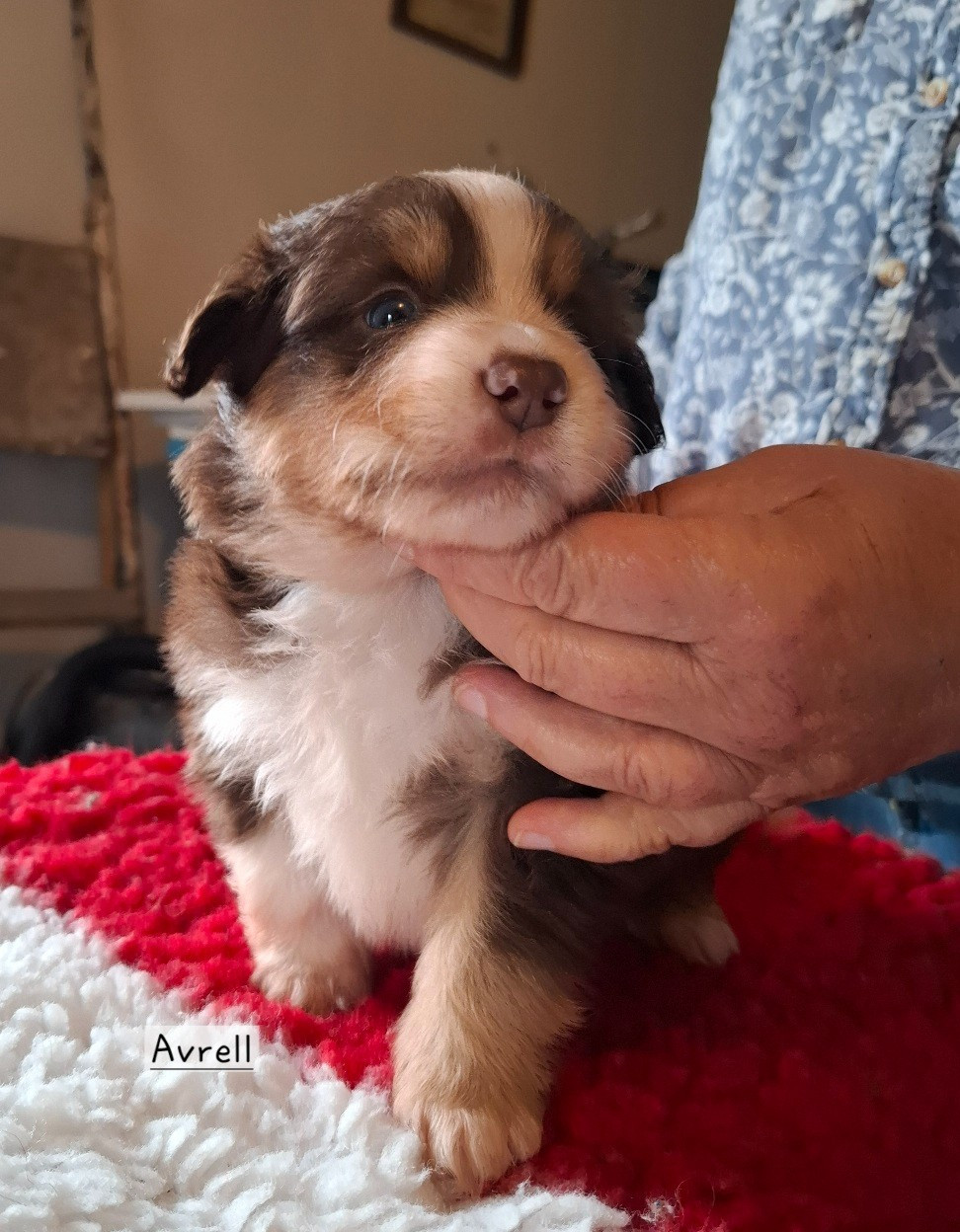 de la bande à Gro - Chiots disponibles - Berger Américain Miniature 