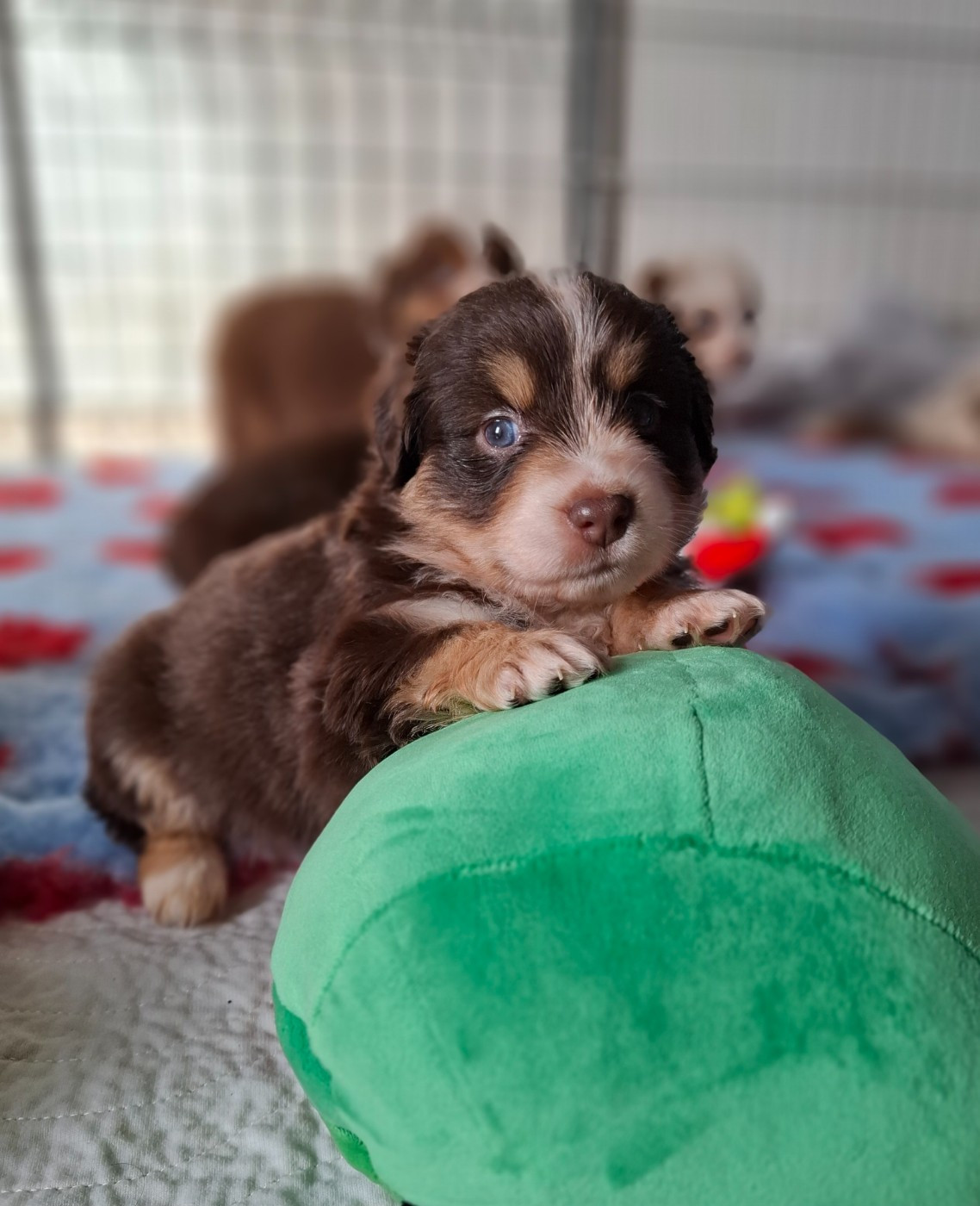 de la bande à Gro - Chiots disponibles - Berger Américain Miniature 