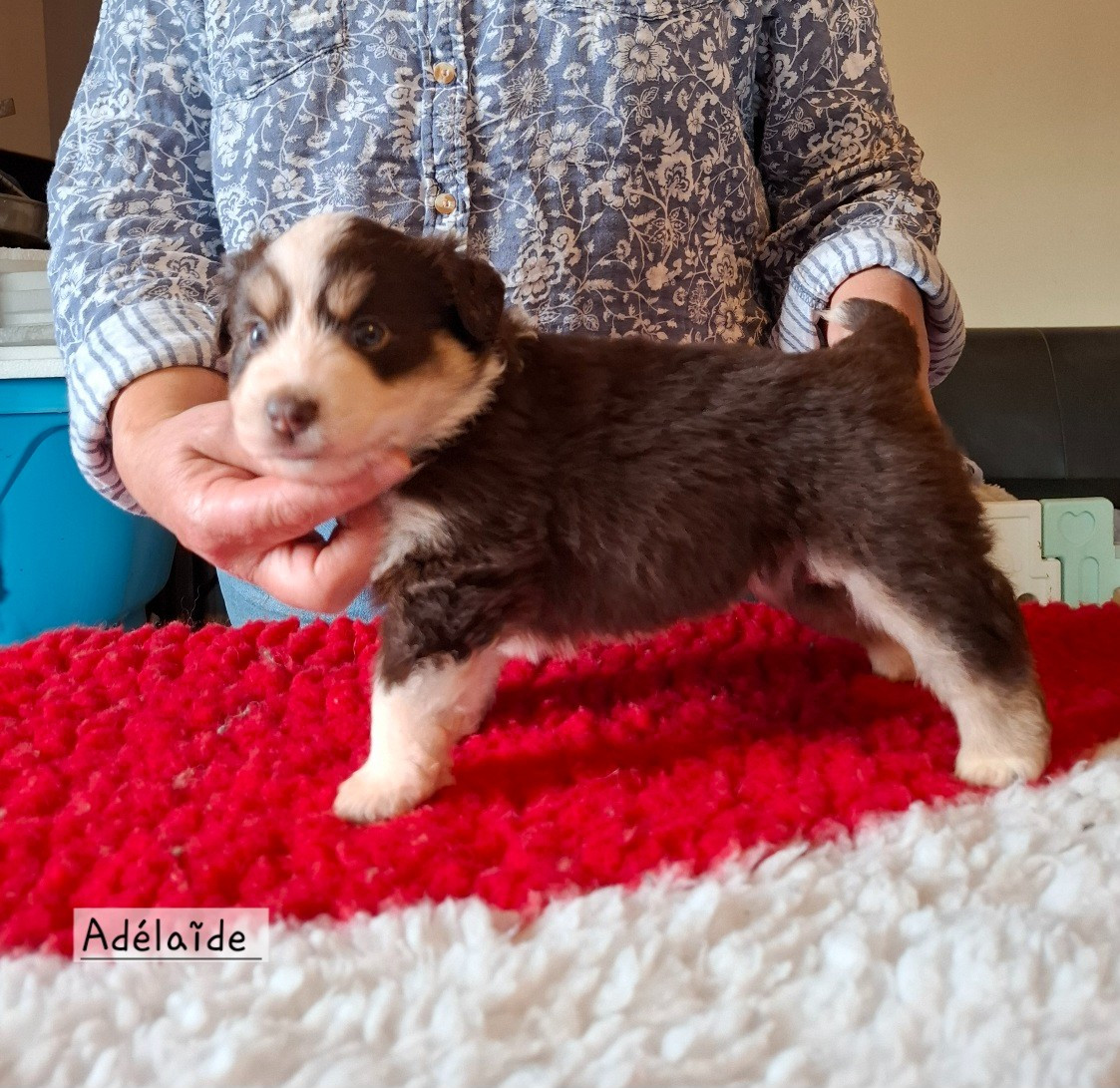 de la bande à Gro - Chiots disponibles - Berger Américain Miniature 