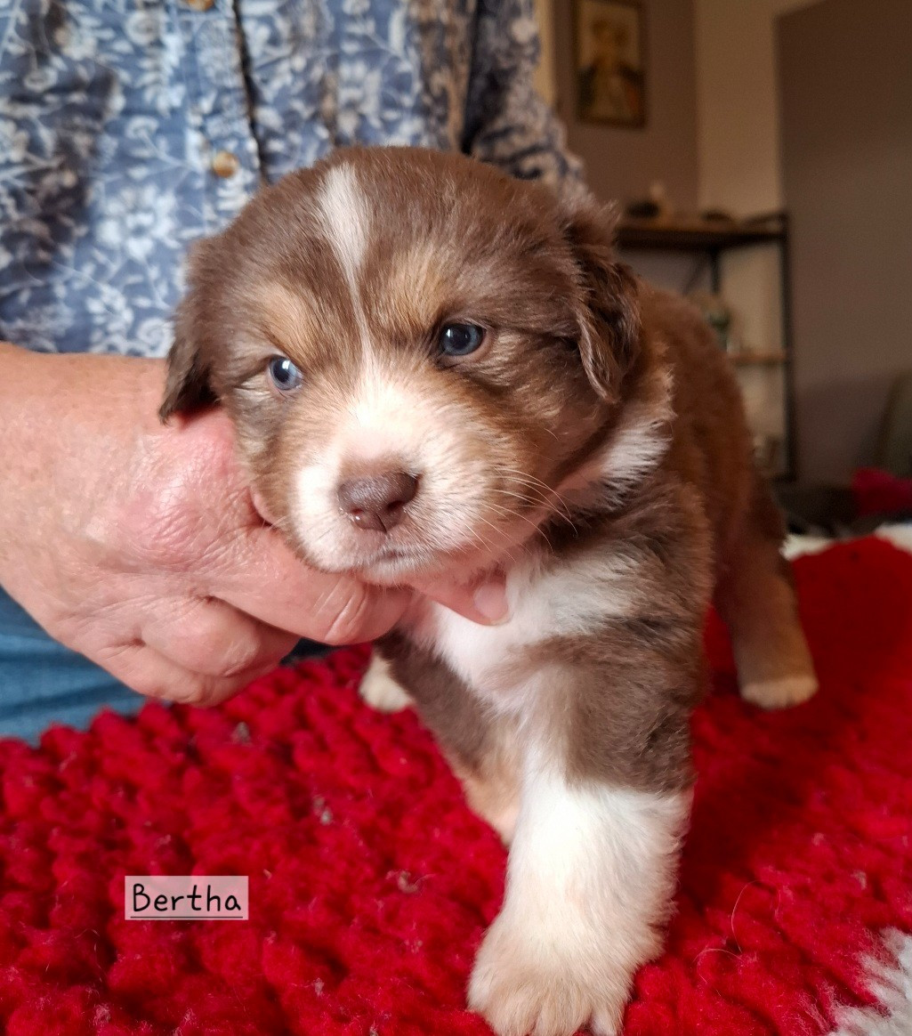 de la bande à Gro - Chiots disponibles - Berger Américain Miniature 
