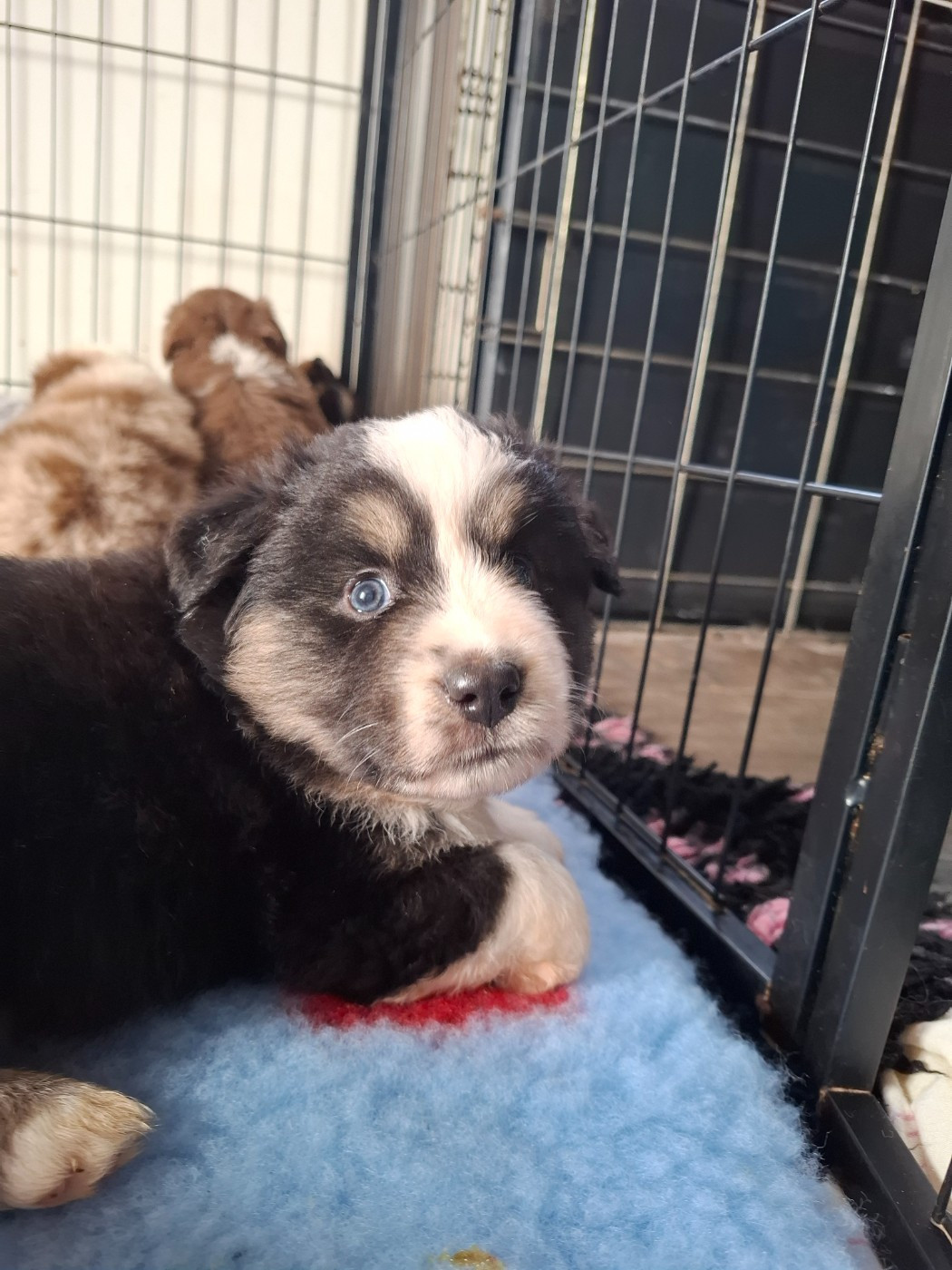 de la bande à Gro - Chiots disponibles - Berger Américain Miniature 