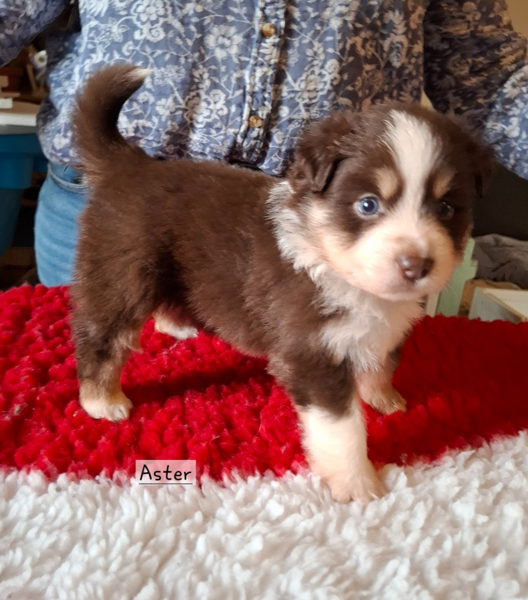 de la bande à Gro - Chiots disponibles - Berger Américain Miniature 