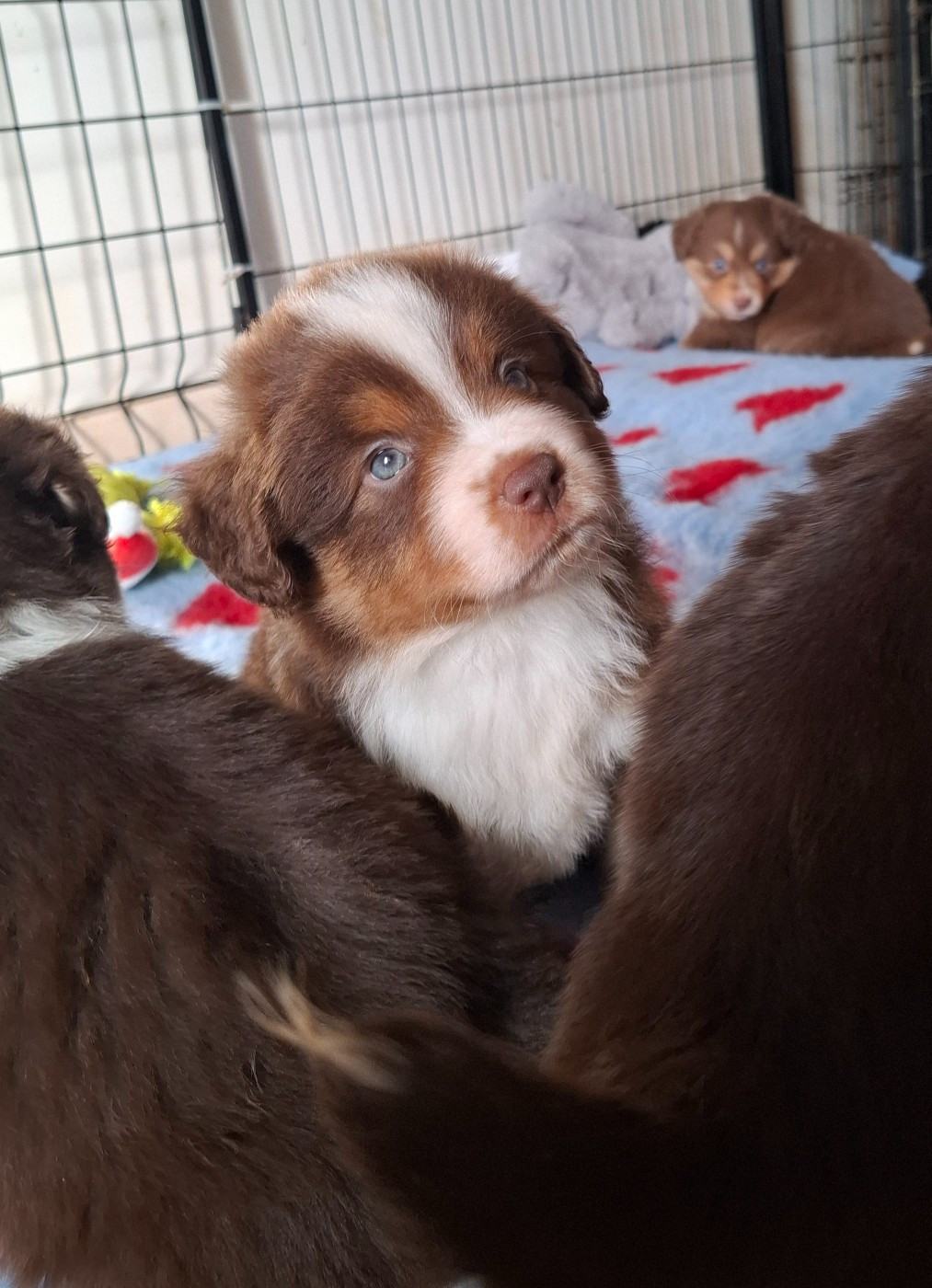 de la bande à Gro - Chiots disponibles - Berger Américain Miniature 