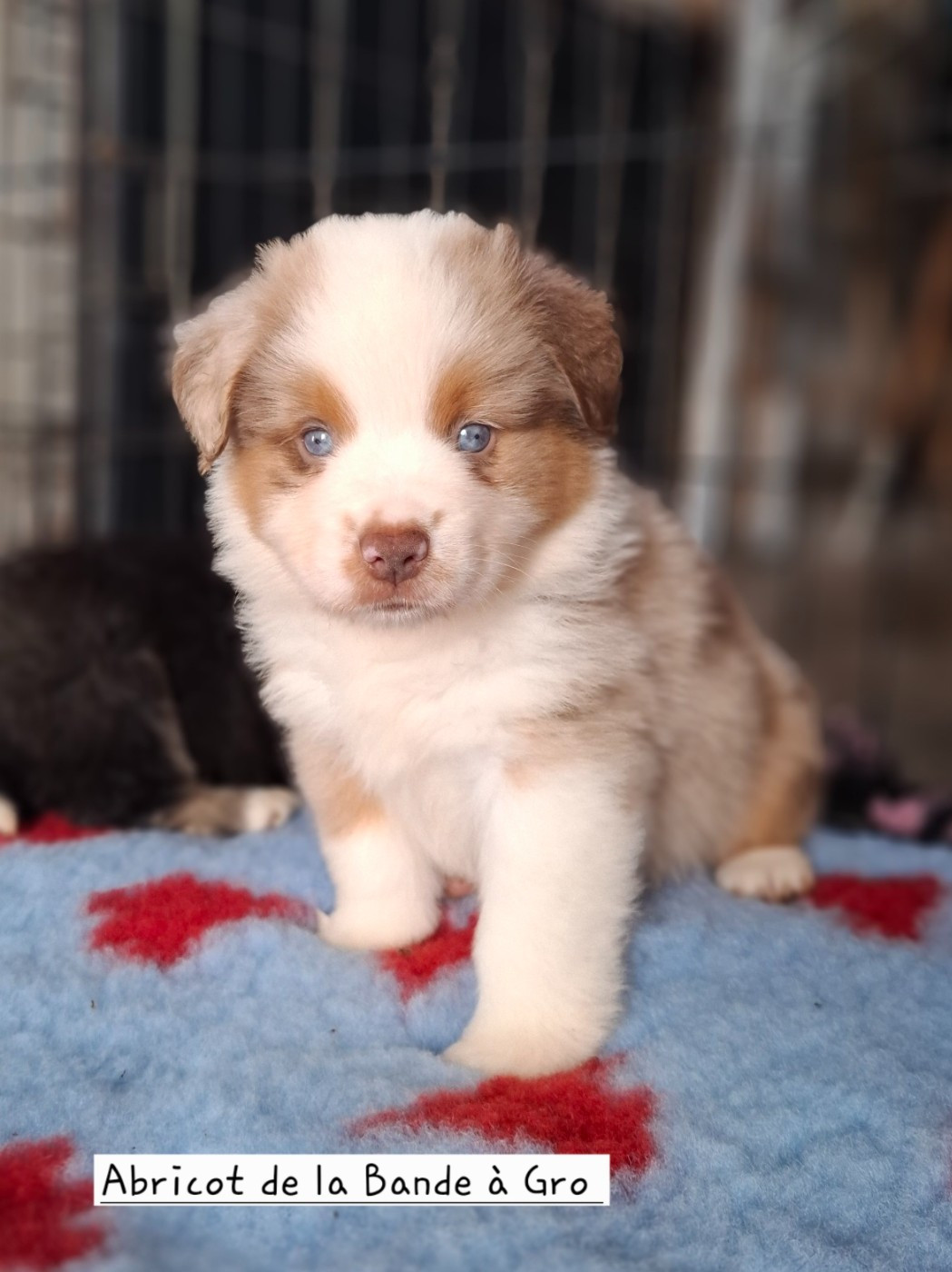 de la bande à Gro - Chiots disponibles - Berger Américain Miniature 