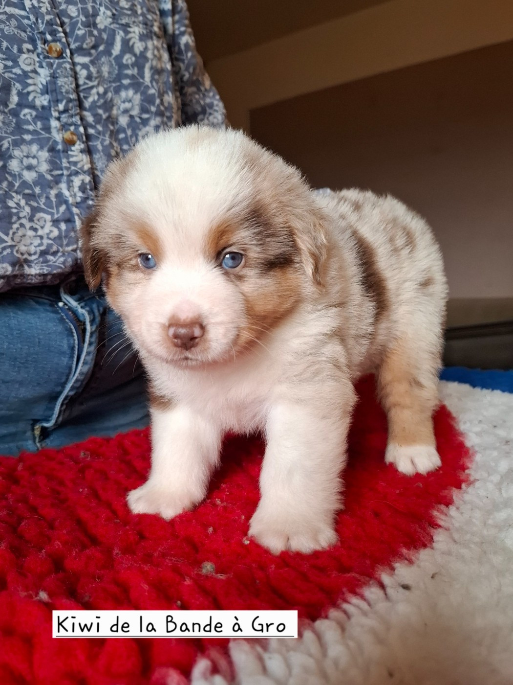 de la bande à Gro - Chiots disponibles - Berger Américain Miniature 