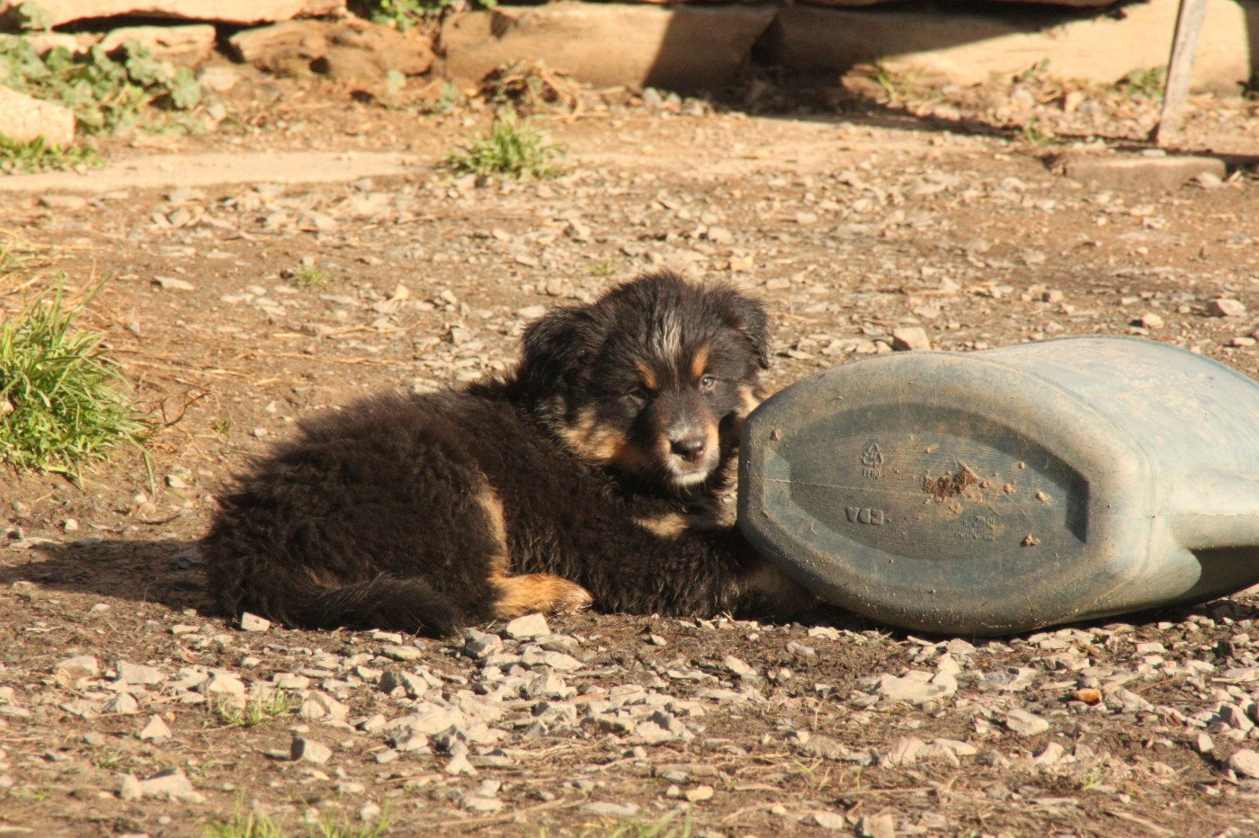 de la bande à Gro - Chiots disponibles - Berger Américain Miniature 