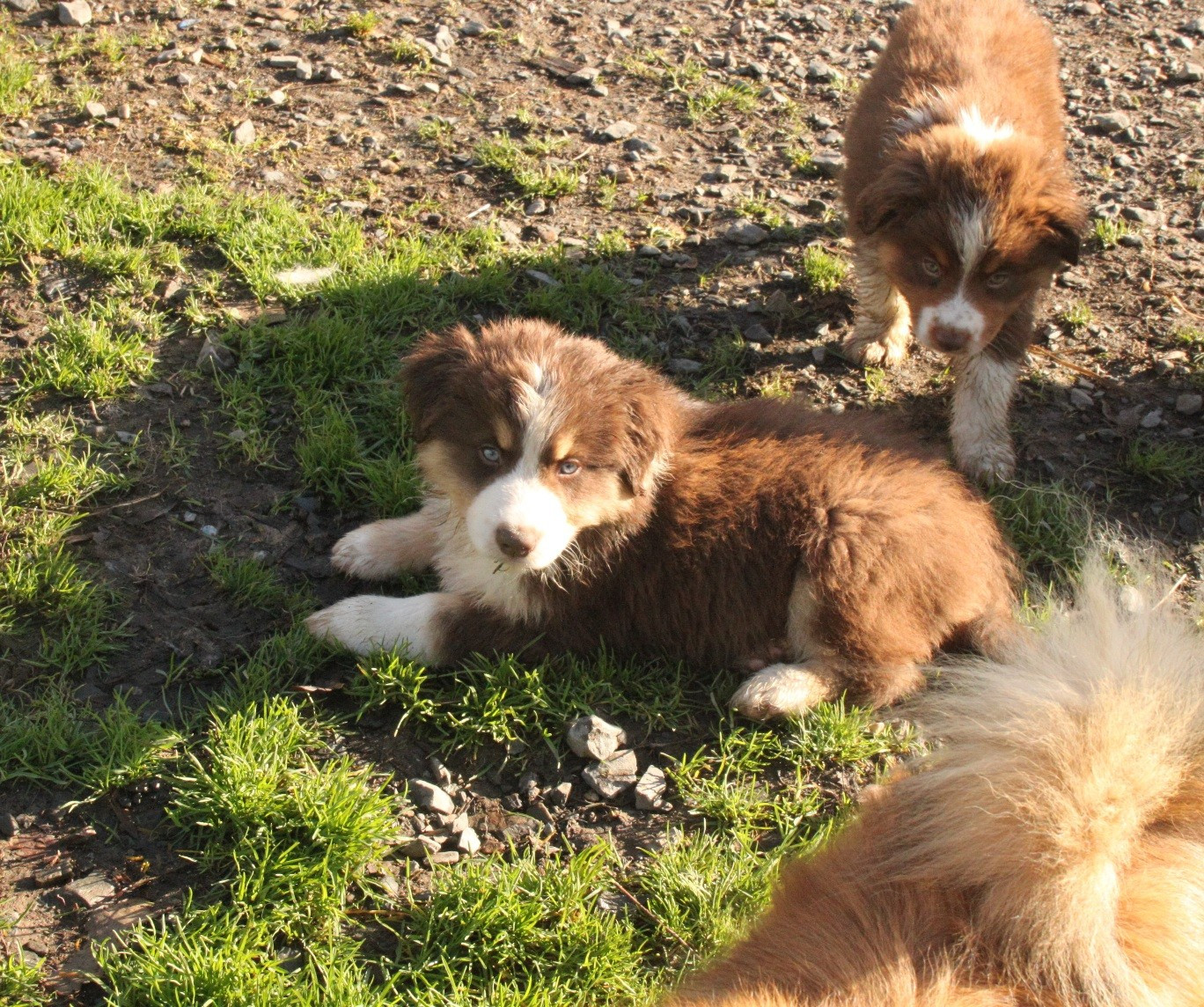 de la bande à Gro - Chiots disponibles - Berger Américain Miniature 