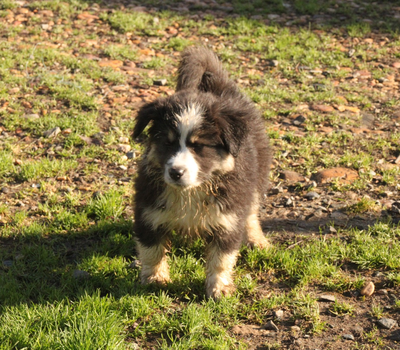 de la bande à Gro - Chiots disponibles - Berger Américain Miniature 