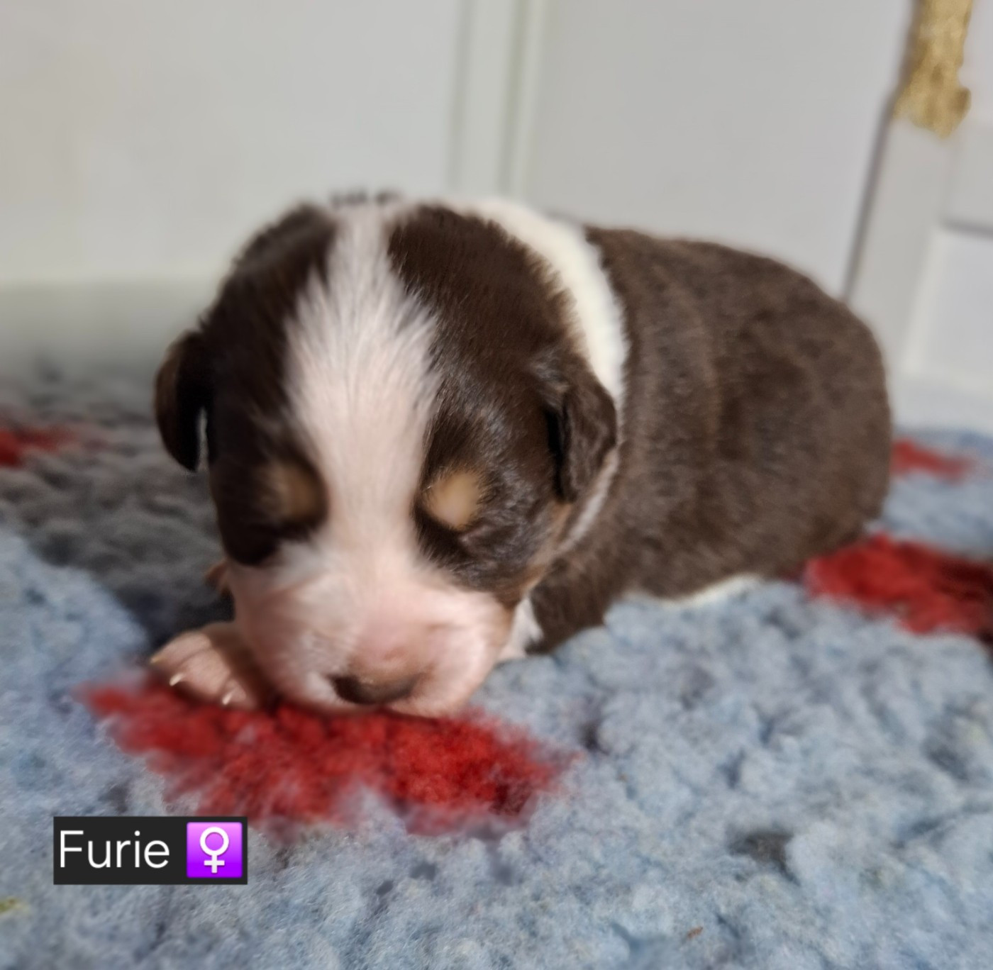 de la bande à Gro - Chiots disponibles - Berger Américain Miniature 