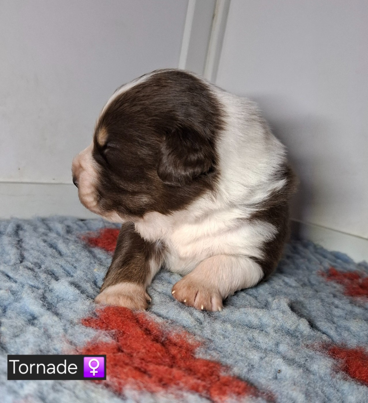 de la bande à Gro - Chiots disponibles - Berger Américain Miniature 