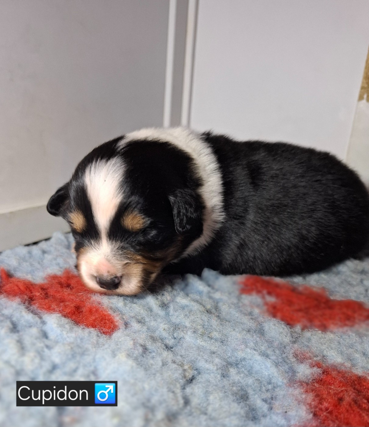 de la bande à Gro - Chiots disponibles - Berger Américain Miniature 