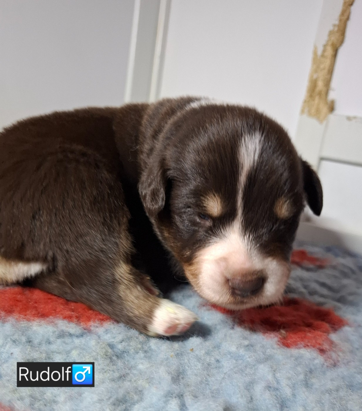 de la bande à Gro - Chiots disponibles - Berger Américain Miniature 