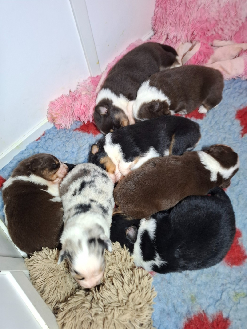 de la bande à Gro - Berger Américain Miniature  - Portée née le 04/12/2025