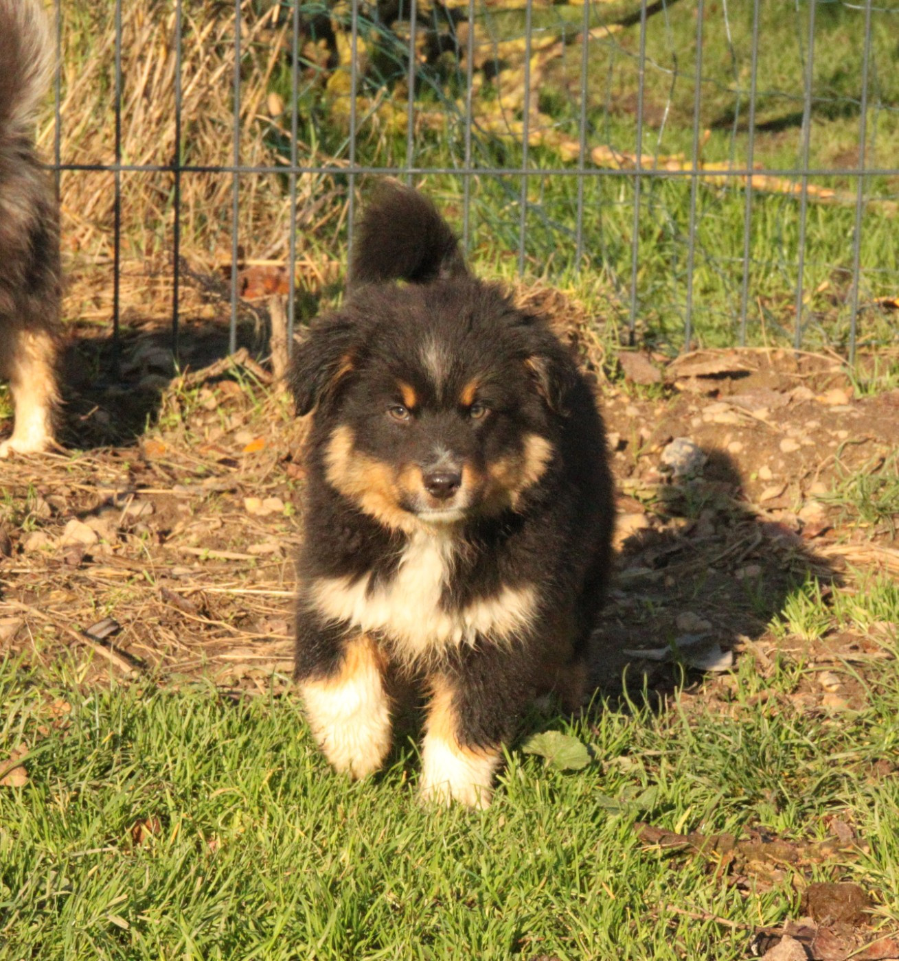 de la bande à Gro - Chiots disponibles - Berger Américain Miniature 
