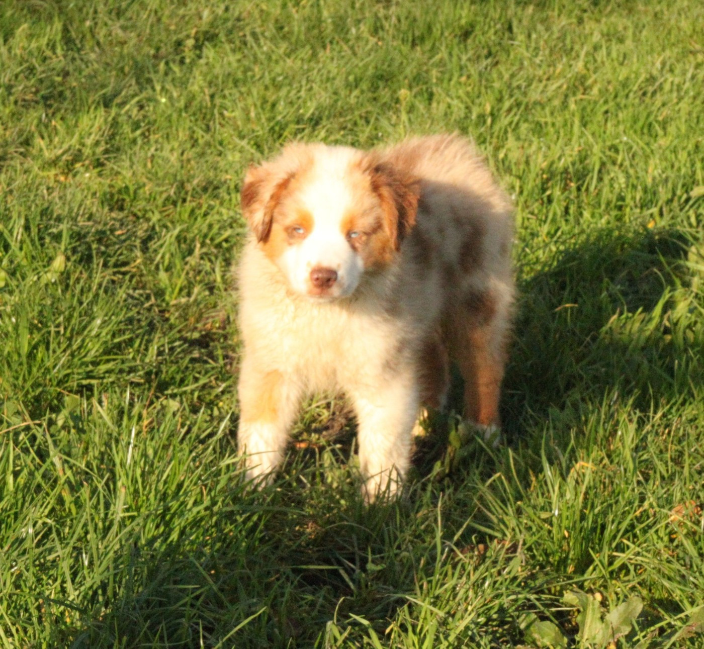 de la bande à Gro - Chiots disponibles - Berger Américain Miniature 