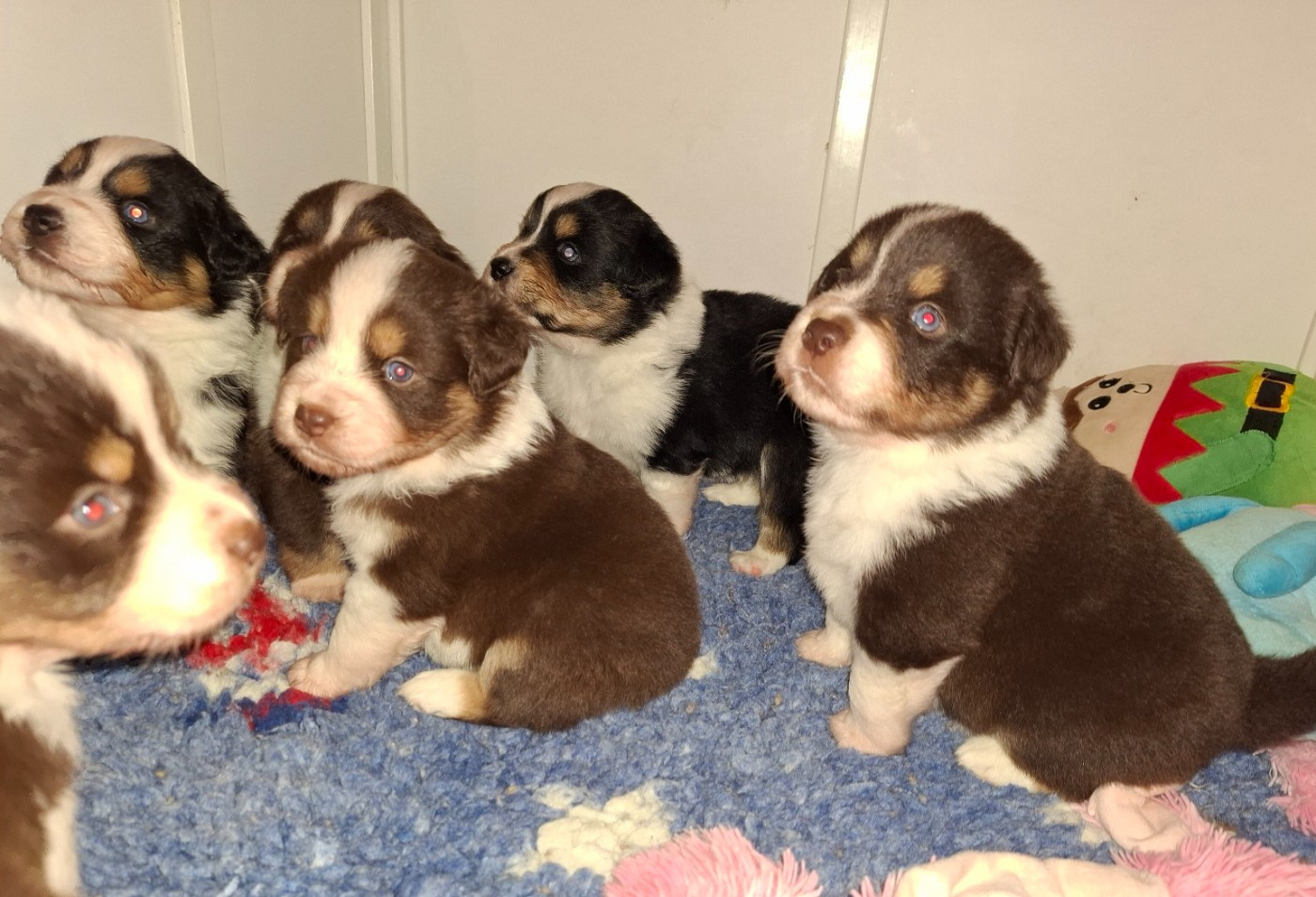 Chiot Berger Américain Miniature  de la bande à Gro