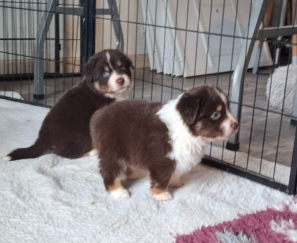 de la bande à Gro - Chiots disponibles - Berger Américain Miniature 